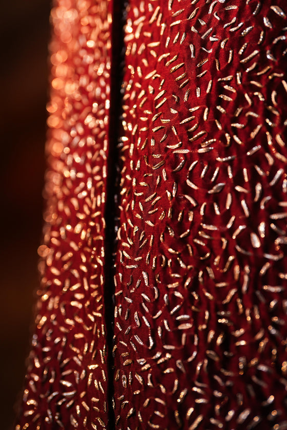 A-line Jacket Red Gota Emb